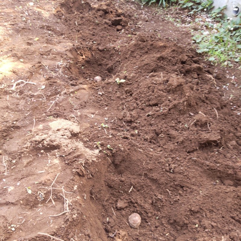 60センチ間隔で穴を掘り里芋を植えつけ