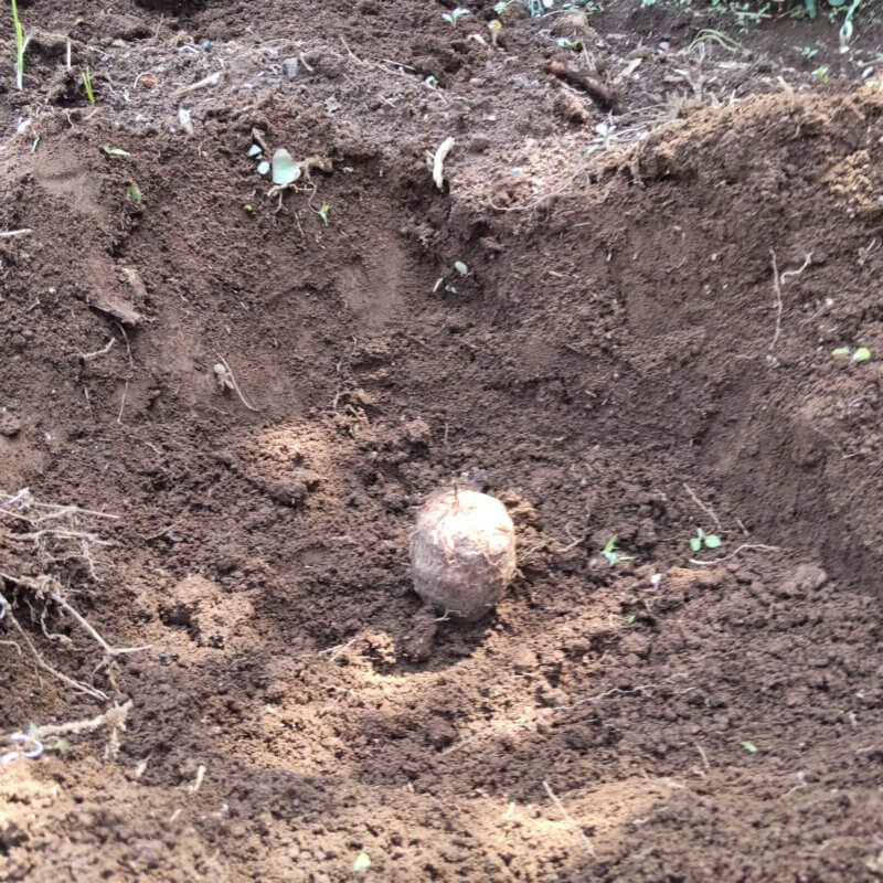 深く掘った穴に里芋を埋める