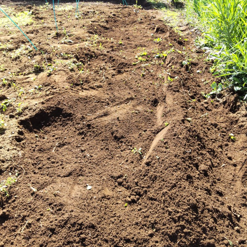 里芋植えつけの脇には、土寄せのための土を用意
