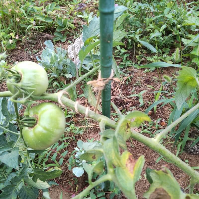 トマト側枝の誘引