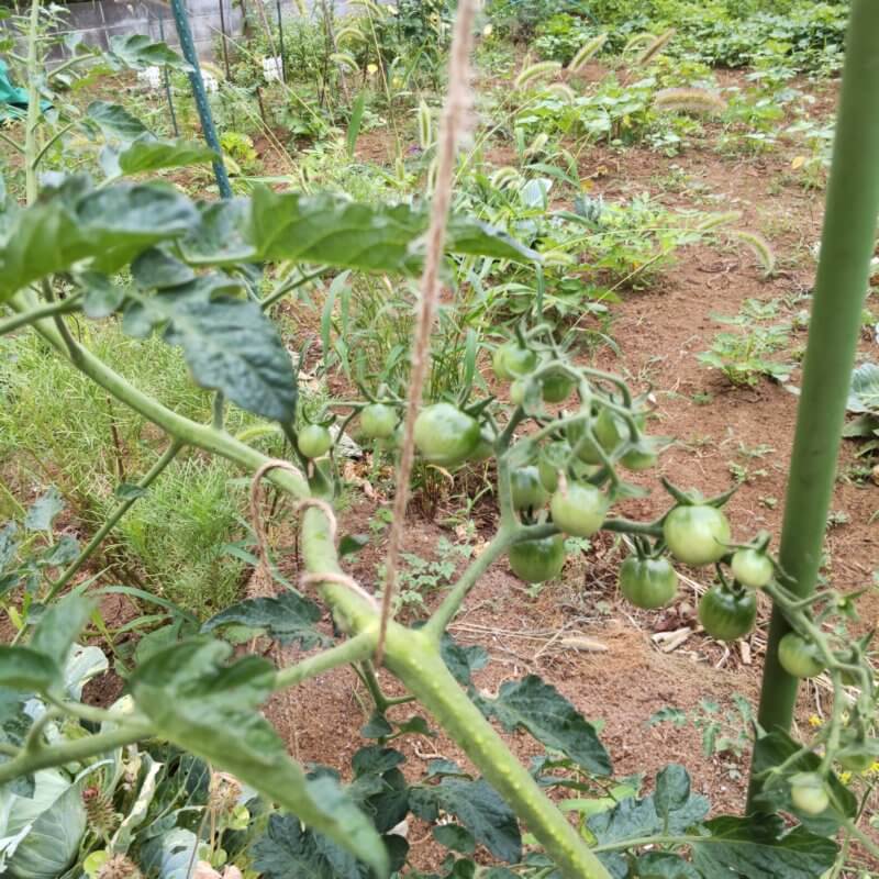 トマト側枝の誘引