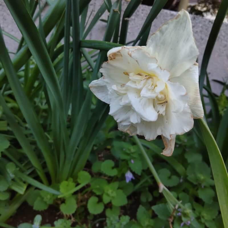 白い八重咲水仙